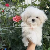 Собака (Мальтийская болонка/Лхаса) — Maltese dog, Lhasa (photo 3)