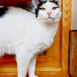 Кошечка Мерилин в добрые руки — Siamese cat, Persian cat (photo 3)