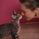 Котёнок Маршалл в добрые руки — Egyptian cat, tiger cat (photo 2)