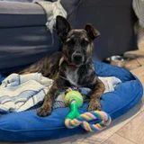 Метис малинуа Ника — Irish wolfhound (photo 3)