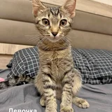 Котёнок (девочка) (photo 5)