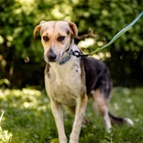Собака Мира — Saluki, bluetick, English foxhound (photo 2)