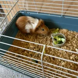 Морская свинка с клеткой — guinea pig (photo 4)