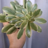 Растения в горшках — pot (photo 2)