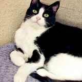 Кошка Николь (photo 12)