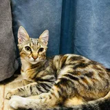 Котёнок Хлоя в добрые руки — Egyptian cat, tabby, tiger cat (photo 4)