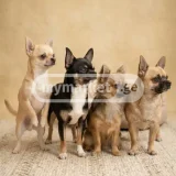 Собака Чихуахуа — Chihuahua (photo 2)