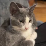 Батуми! это Вишня 🍒 и она ищет дом — Egyptian cat (photo 2)