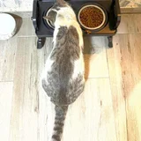 Котик Амур — tabby, three-toed sloth, Egyptian cat (photo 2)