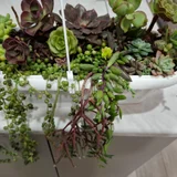 Суккуленты (набор) — pot (photo 3)