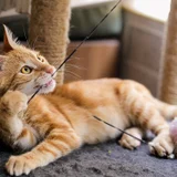 Котёнок Батон — tiger cat, tabby, lynx (photo 1)