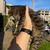 Котёнок тигровой расцветки (photo 2)