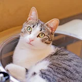 Кот Люси (photo 11)