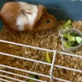 Морская свинка с клеткой — guinea pig (photo 5)
