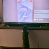 Кошка Кичи — television (photo 4)