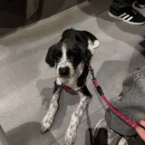 Щенок Снорби — English springer, cocker spaniel, bluetick (photo 2)