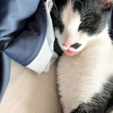 Котенок Шуфутинский младший — Siamese cat (photo 1)