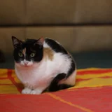 Котка Бяка (photo 6)