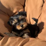 Щенки мини-йорка — Yorkshire terrier (photo 1)