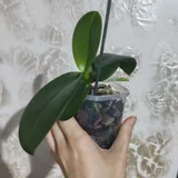 Орхидея фиолетового цвета — pot, can opener (photo 1)