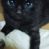 Котята в добрые руки — Siamese cat, Egyptian cat, mink (photo 1)