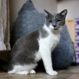 Кот Тихомир в добрые руки — Egyptian cat (photo 3)