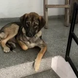 Щенок (потерялся) — Leonberg (photo 2)