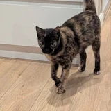 Кошка в добрые руки — Egyptian cat (photo 3)
