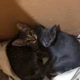 Котенок ищет дом — Egyptian cat (photo 3)