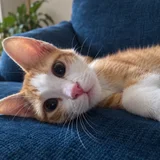 Котята Азатот и Йог-Сотот в дар — Pembroke (photo 3)