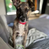 Метис малинуа Ника — malinois, Great Dane (photo 1)