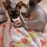 Сфинксы (мальчик и девочка) — Mexican hairless, Italian greyhound (photo 3)