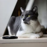 Кот Тихомир в добрые руки (photo 9)