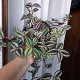 Растения в горшках — pot (photo 1)