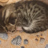 Котенок в добрые руки — tabby, tiger cat, Egyptian cat (photo 3)
