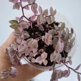Комнатные растения в горшках — vase, pot (photo 1)