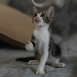 Девочка-котёнок Нота — Egyptian cat, tabby (photo 1)
