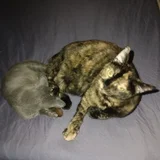 Кошка Куся (photo 9)