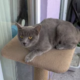 Шотландская прямоухая кошечка — Egyptian cat, tabby, lynx (photo 4)