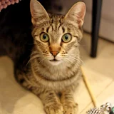 Кошка Альфа — Egyptian cat, tabby (photo 9)