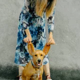 Собака Бейли в добрые руки — dingo, Chihuahua (photo 1)