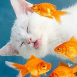 Котенок Мия в добрые руки — goldfish, Persian cat (photo 4)