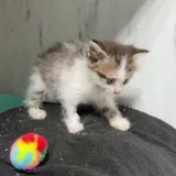 Котёнок Шмат в добрые руки (photo 5)