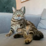 Кошечка Лилу в добрые руки — tabby, Egyptian cat, tiger cat (photo 1)