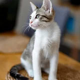 Котенок Ася в добрые руки — Egyptian cat (photo 1)