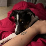 Собака Джуля в добрые руки — Italian greyhound, toy terrier (photo 5)