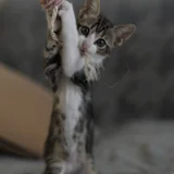 Котята породы египетский мау — lynx, tabby (photo 3)