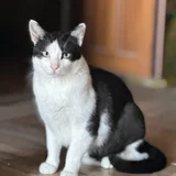 Кот Тесла — Egyptian cat (photo 1)