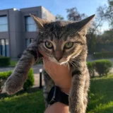 Котёнок тигровой расцветки (photo 1)