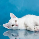 Котенок Мия в добрые руки — Angora (photo 3)